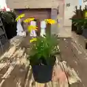 Margarita