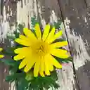 Margarita