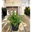 Fosforito