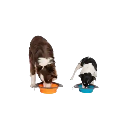 M-pets Comedero Plegable Para Perro