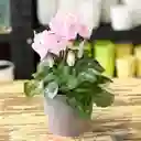Cyclamen