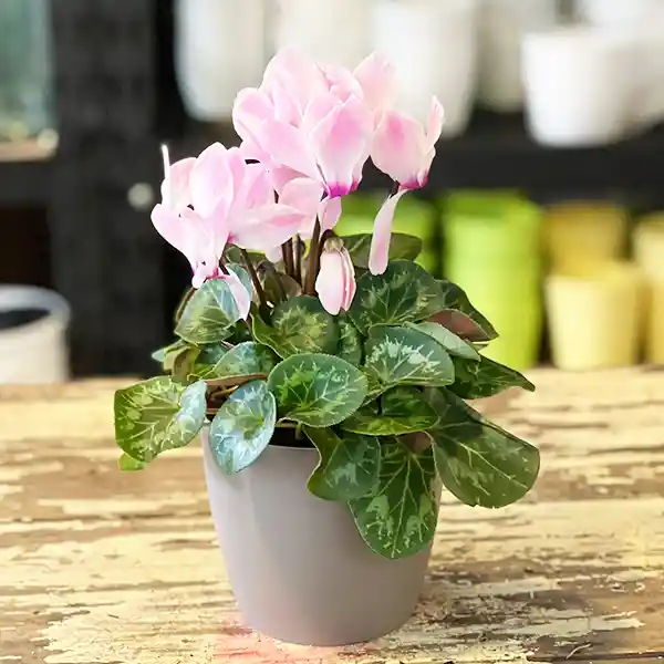 Cyclamen