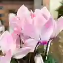 Cyclamen