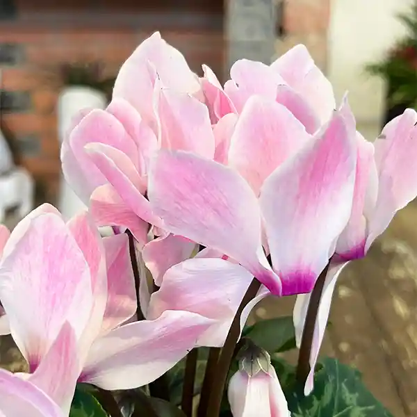 Cyclamen
