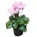 Cyclamen