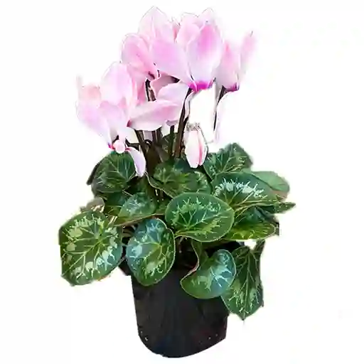 Cyclamen