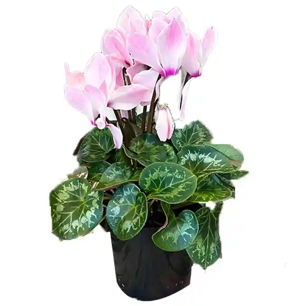 Cyclamen