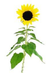 Planta Girasol