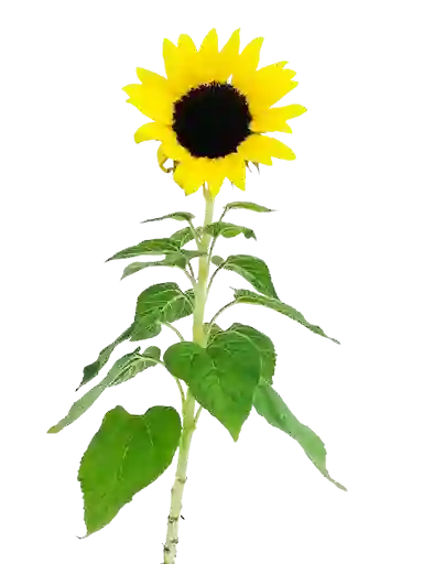 Planta Girasol