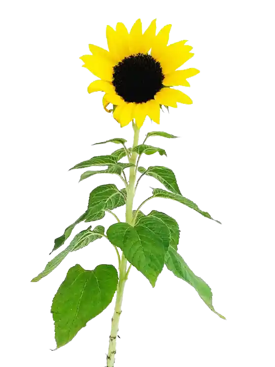 Planta Girasol