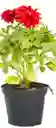 Planta De Dalhia