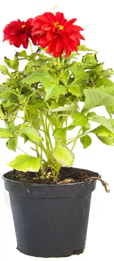 Planta De Dalhia