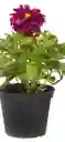 Planta De Dalhia