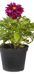 Planta De Dalhia