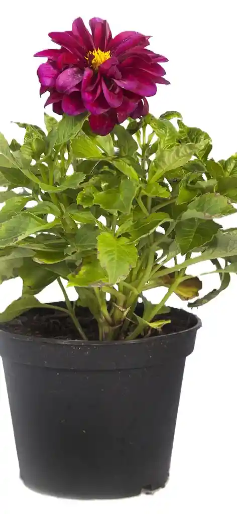 Planta De Dalhia