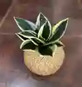 Kokedama Lengua De Suegra Mexicana