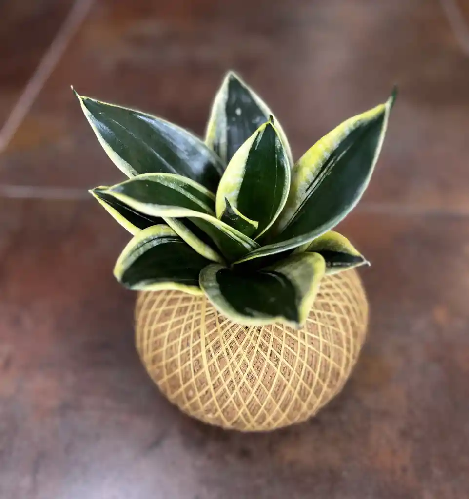 Kokedama Lengua De Suegra Mexicana