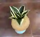 Kokedama Lengua De Suegra Mexicana