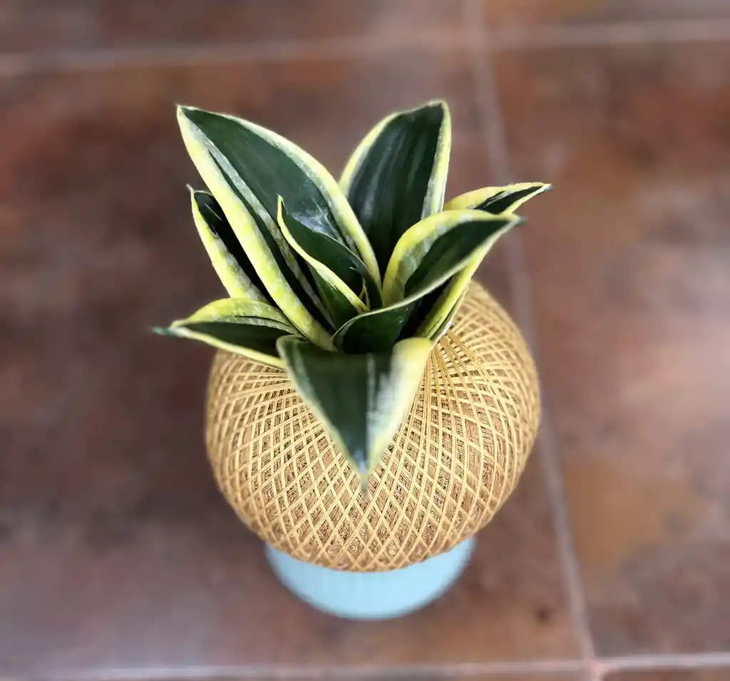 Kokedama Lengua De Suegra Mexicana