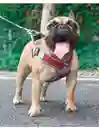 Pechera Arnes + Trailla Para Perro Gato Talla S