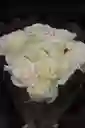 Ramo De 12 Rosas Blancas