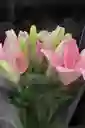 Lirio Rosado