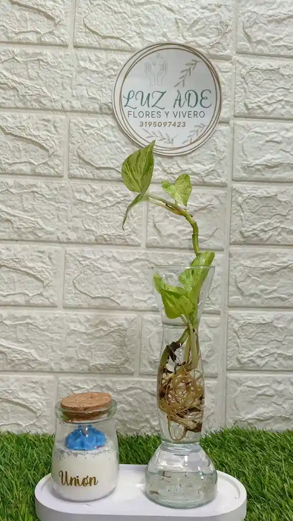 Regalo Especial Con Planta Y Vela Aroma