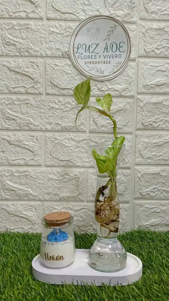 Regalo Especial Con Planta Y Vela Aroma