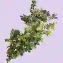 Hebe Variegada En Flor Matera Plástica