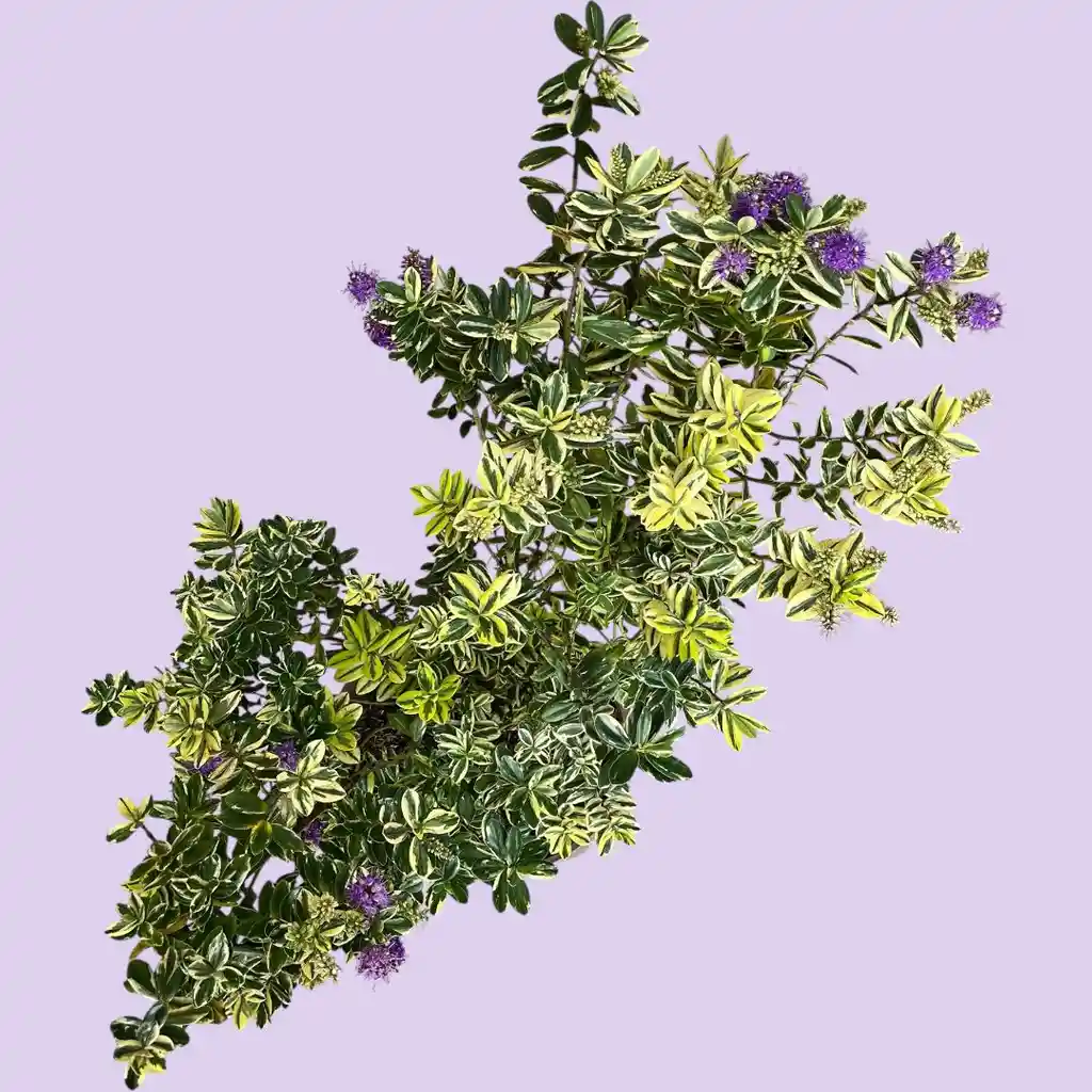 Hebe Variegada En Flor Matera Plástica