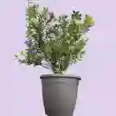 Hebe Variegada En Flor Matera Plástica