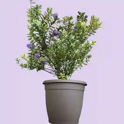 Hebe Variegada En Flor Matera Plástica