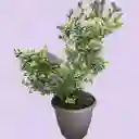 Hebe Variegada En Flor Matera Plástica