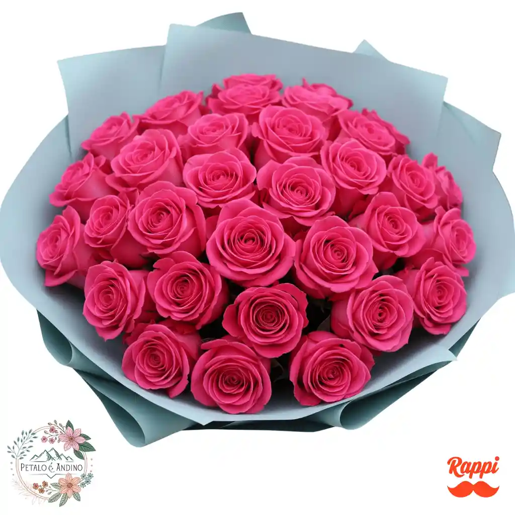 Rosas Pink Floyd Vibrante X24