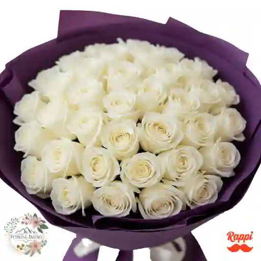 Rosas Pureza Blanca X24