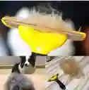 Cepillo Deslanador Furminator Mediano – Removedor De Pelo Para Mascotas