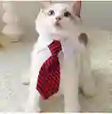 🐾 Corbata Ajustable Para Gato O Perro – Estilo Y Comodidad