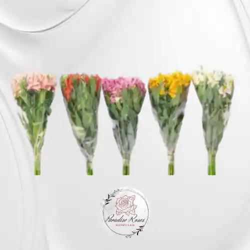 Alstroemeria Paquetes Surtido