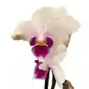 Orquídea Phalaenopsis Pequeña De Dos Varas