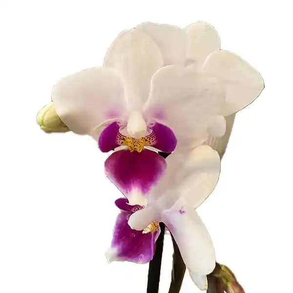 Orquídea Phalaenopsis Pequeña De Dos Varas