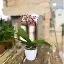 Orquídea Phalaenopsis Pequeña De Dos Varas