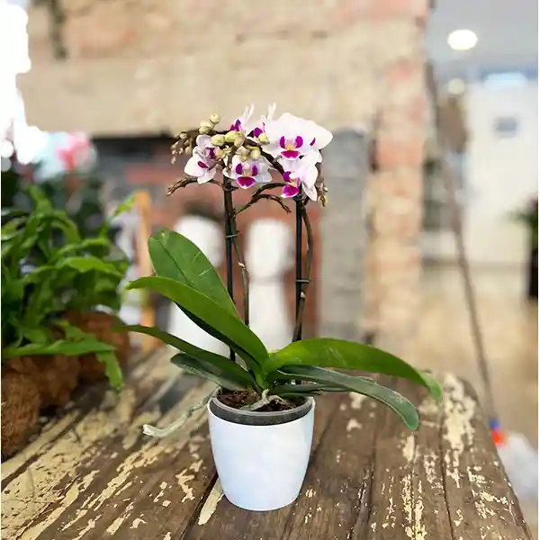 Orquídea Phalaenopsis Pequeña De Dos Varas