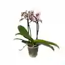 Orquídea Phalaenopsis Pequeña De Dos Varas