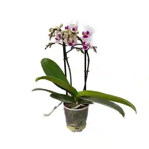 Orquídea Phalaenopsis Pequeña De Dos Varas
