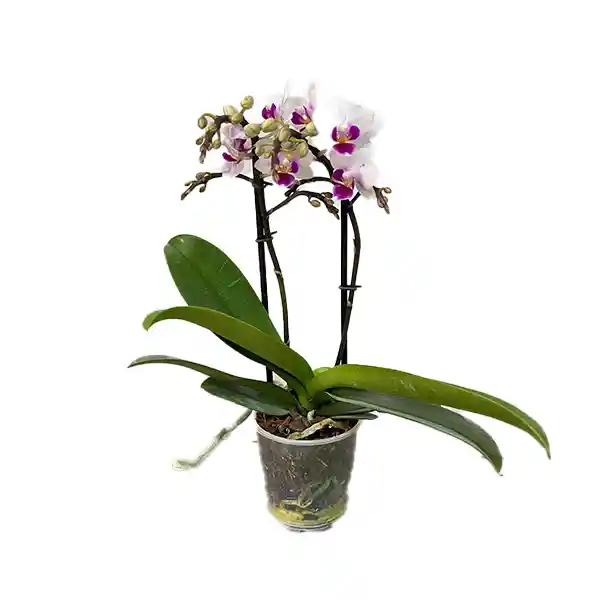 Orquídea Phalaenopsis Pequeña De Dos Varas