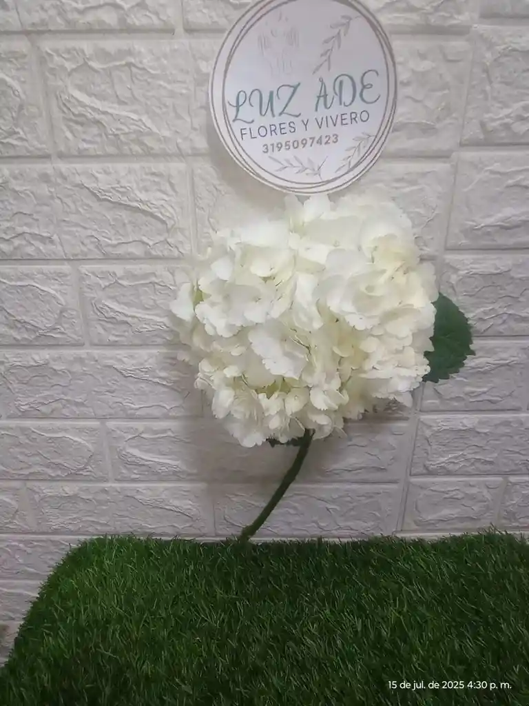 Hortensia Individual
