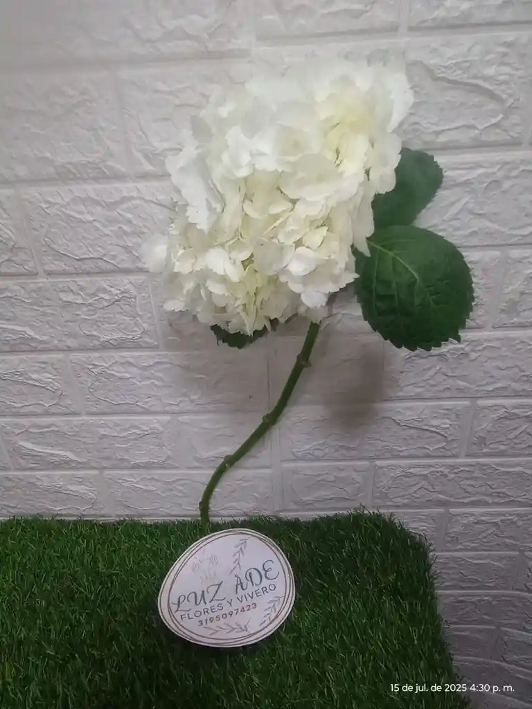 Hortensia Individual
