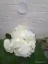 Hortensia Individual