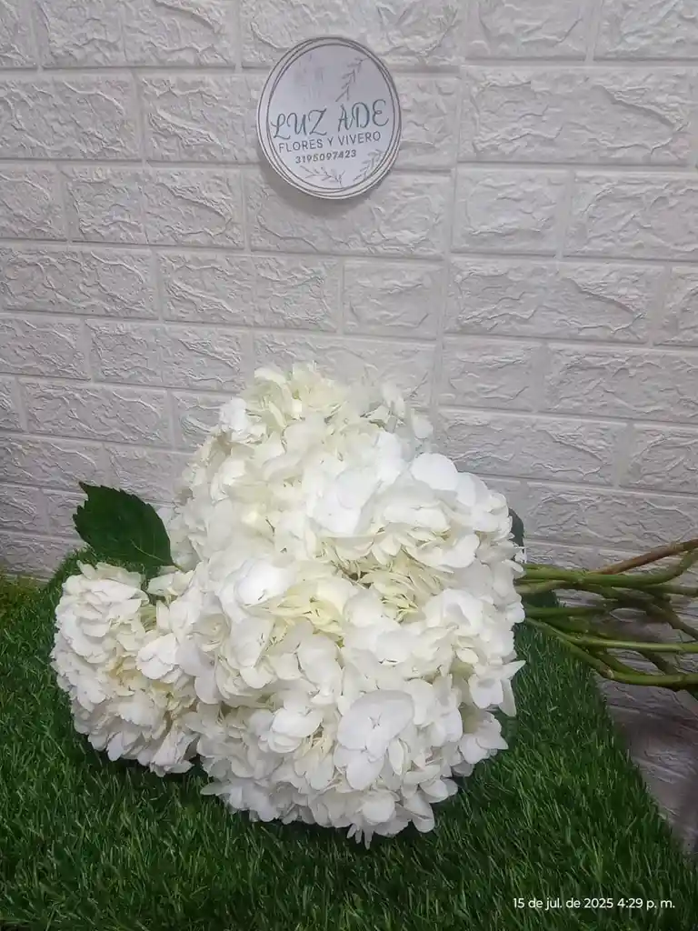 Hortensia Individual