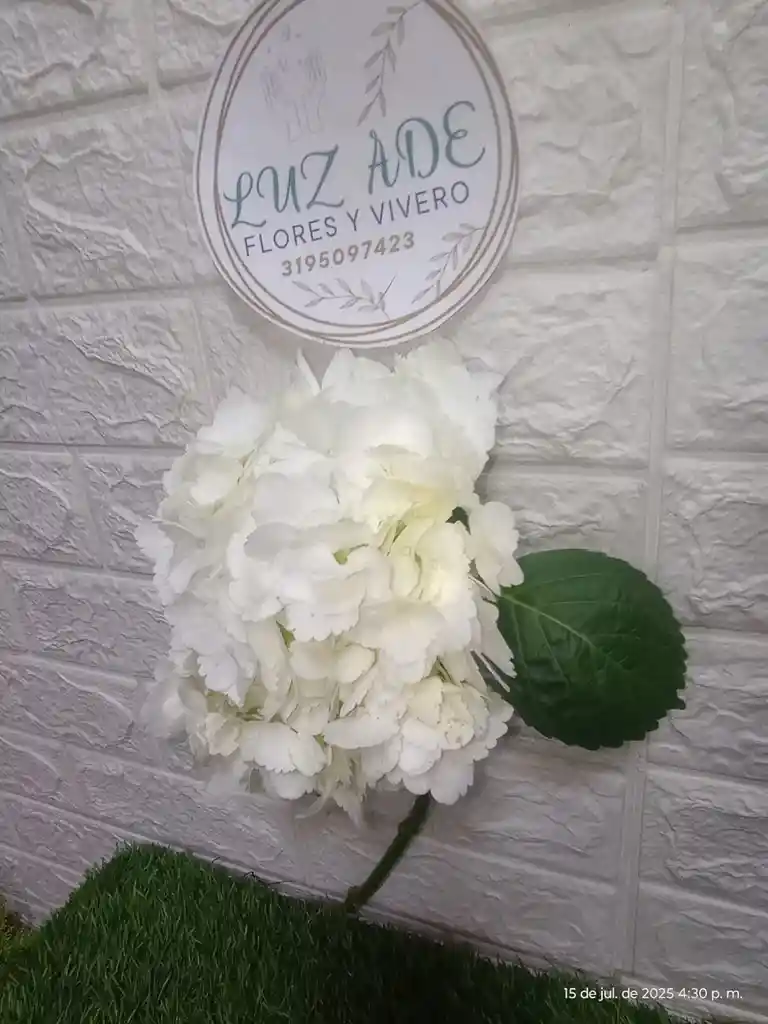 Hortensia Individual